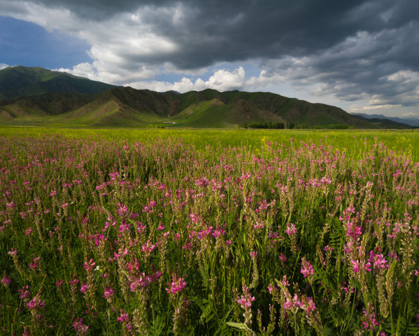 花上的乌云图片下载
