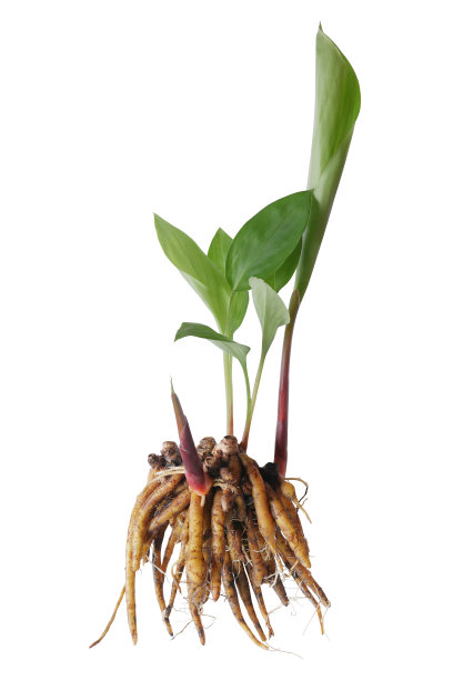 指根或中国生姜(生姜圆茎):一种药用和烹饪的草本植物，有年轻的绿色叶子，茎和地下的植物茎，被称为指根，在白色上被剪断图片下载