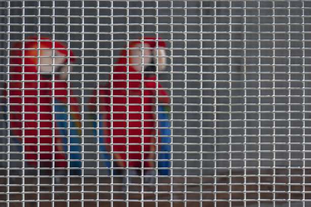 聚焦于鸟场饲养笼内一对猩红色金刚鹦鹉的钢网模糊图片下载