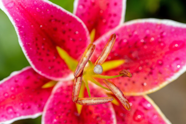 黄花菜花图片下载