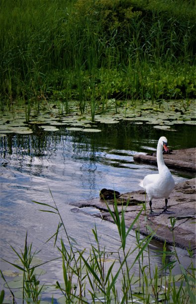 天鹅和鸭子图片下载