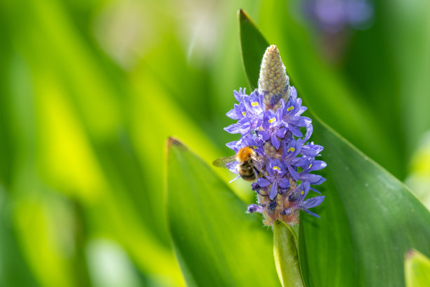 梭子蟹属杂草的花图片下载