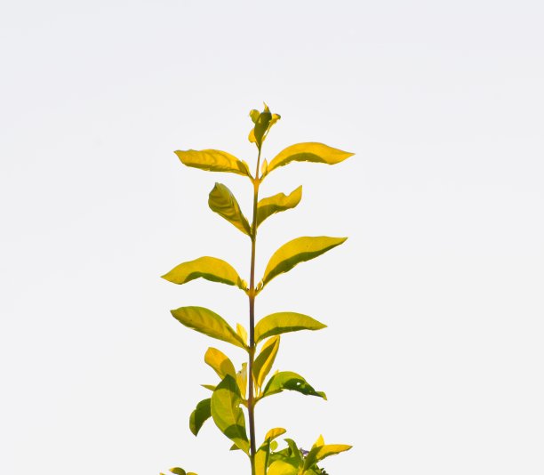 剪影绿树树叶独特的自然照片图片下载