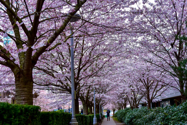 樱花的季节图片下载