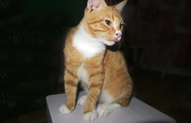 波斯猫和家猫混血公棕色猫站在椅子上，在黑暗的房间里吐舌头图片下载