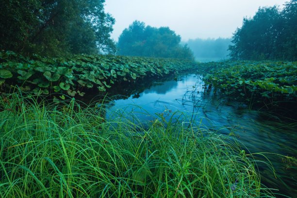 一条湍急的森林河流，在绿油油的植被间流淌着露珠。图片下载