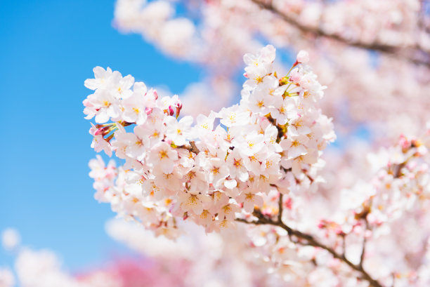 近景樱花树图片下载