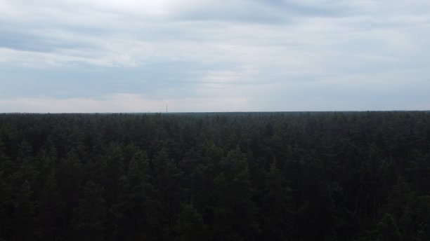 在树的顶端图片下载