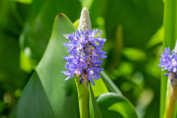 梭子蟹属杂草的花图片下载