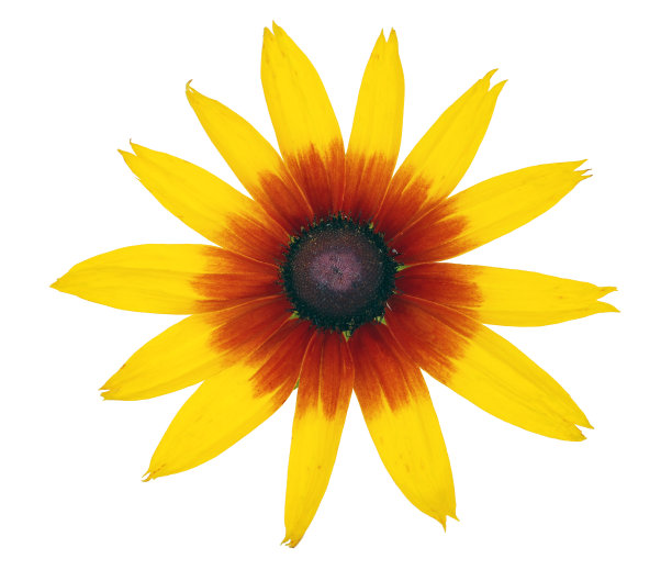 黄色花园装饰向日葵。孤立的图片下载