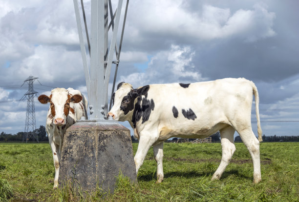 在一个阴天，绿色的田野里有两头牛和一根电线杆图片下载