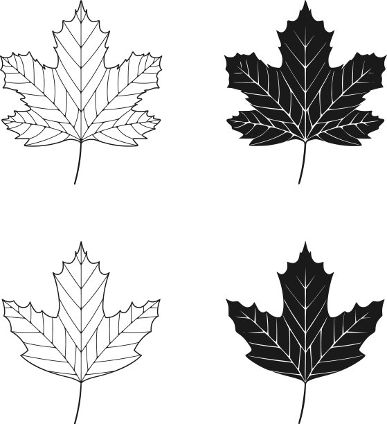 梧桐叶孤立在白色背景上图片下载