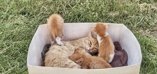 姜猫和她的三只小猫在旧纸板箱里。图片下载