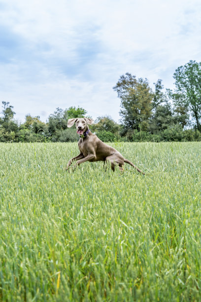 魏玛猎犬，braco de weimar，在绿色的田野里玩耍、跳跃和奔跑图片下载