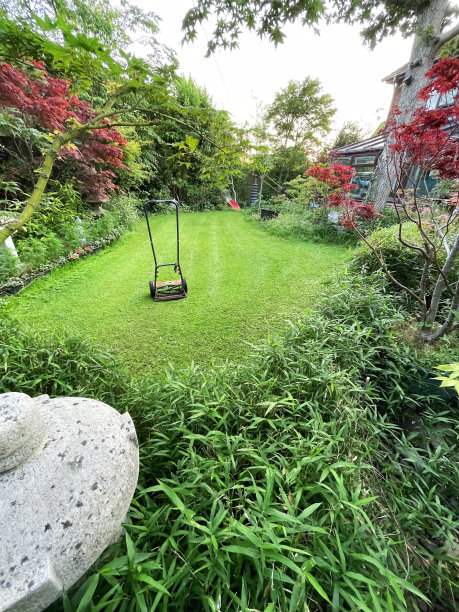 草坪保养，推式割草机割草，竹篱和日本枫树环绕的草籽发芽的草坪区域，聚焦前景图片下载