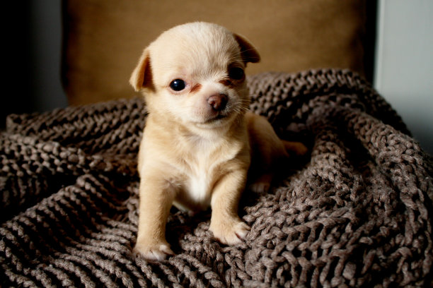 吉娃娃小狗可爱的小狗图片下载