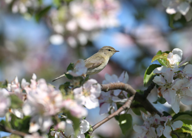 普通的雪糠和开花的苹果树图片下载