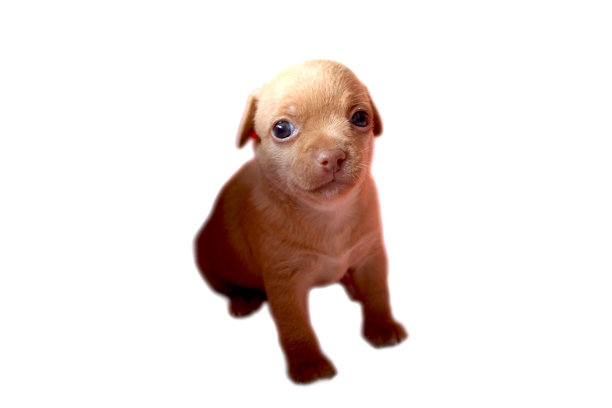 吉娃娃小狗图片下载