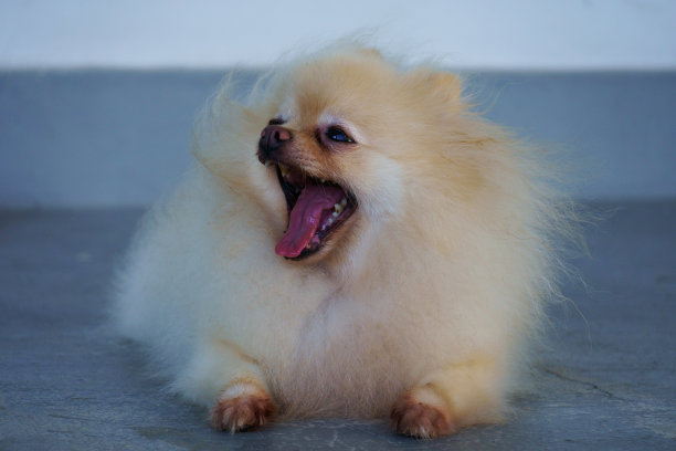 院子里德国斯皮兹品种的小狗特写图片下载