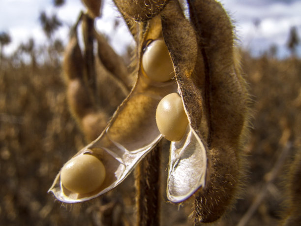 巴西马托格罗索州，有选择性的大豆作物的田间细节图片下载