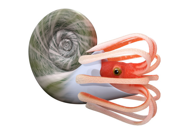 3D插图菊石上的白色图片下载