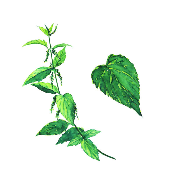 在白色背景上孤立的刺荨麻枝和叶子。水彩手绘插图。荨麻属dioica。药用中草药植物设计。图片下载