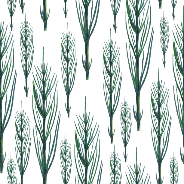 绿色马尾植物无缝花纹。在白色背景上的草本木贼草。水彩手绘插图。完美的印刷，封面，数码纸，医疗设计。图片下载