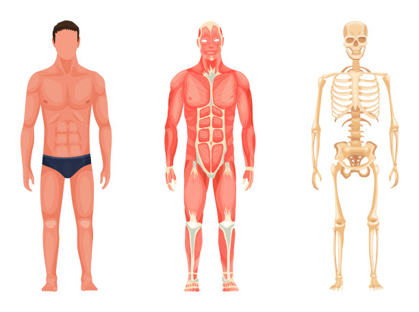 人体解剖学。站着的男人穿着内衣，肌肉系统和骨骼的全长度正面视图。用于教育海报的医学教育图表图片下载