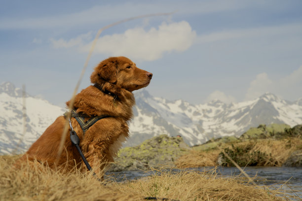 在意大利阿尔卑斯山脉的一个高山湖泊旁，一只新斯科舍鸭正在鸣叫图片下载
