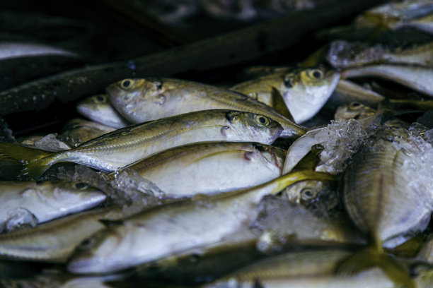 批发市场的鲜鱼托盘图片下载