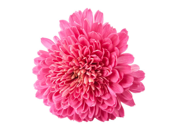 美丽的粉红色菊花孤立在白色的背景图片下载