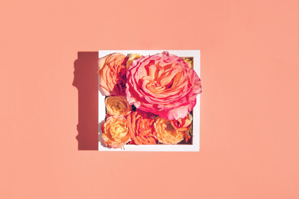 美丽的玫瑰花蕾在白色的框架上五颜六色的背景。自然的概念。最小的风格。平的。前视图。图片下载