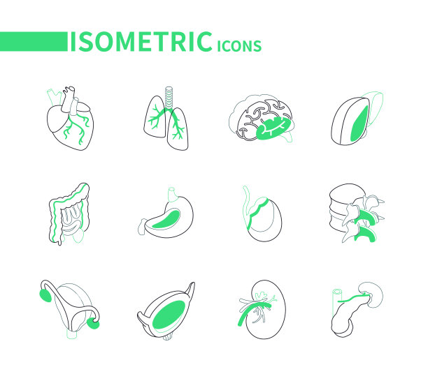 人体内部器官-线等距图标设置图片下载