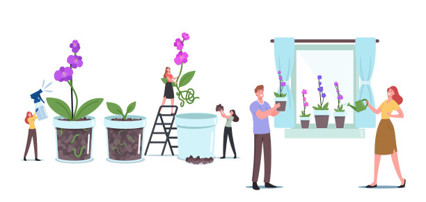微小的男性和女性人物种植兰花蝴蝶兰在家里的窗台，园艺，种植爱好图片下载