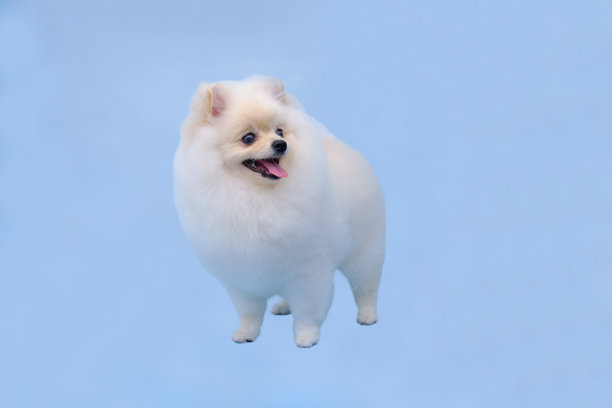 站在孤立的蓝色背景的架子上的博美犬图片下载