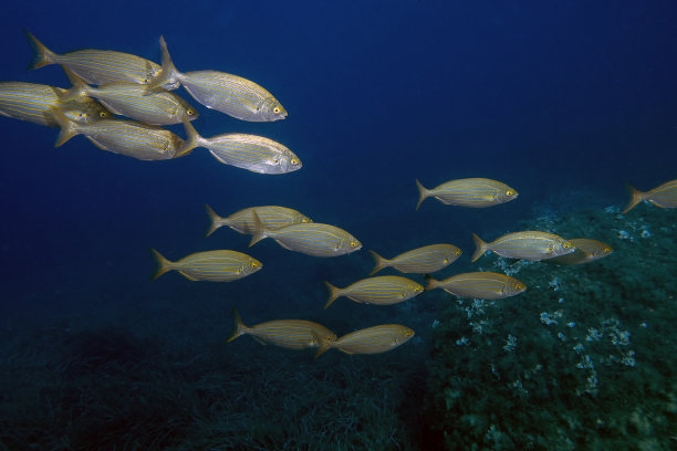 Salema Porgys (Sarpa salpa) 的学校图片下载