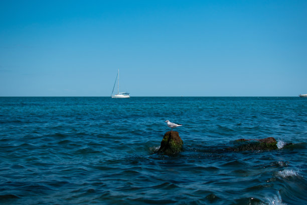 海鸥和美丽的海景图片下载