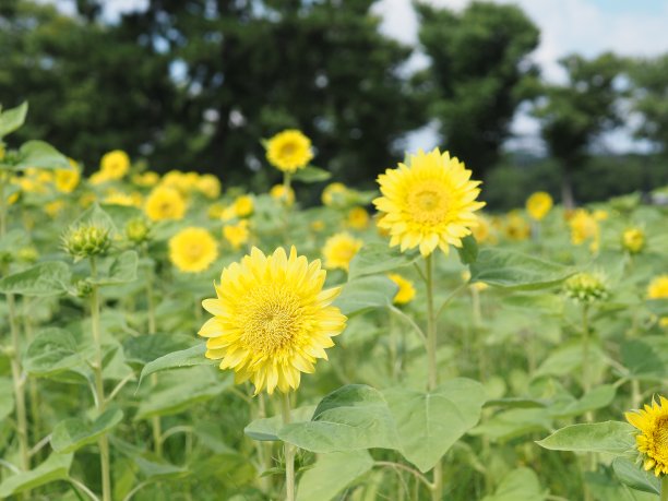 太阳的花图片下载