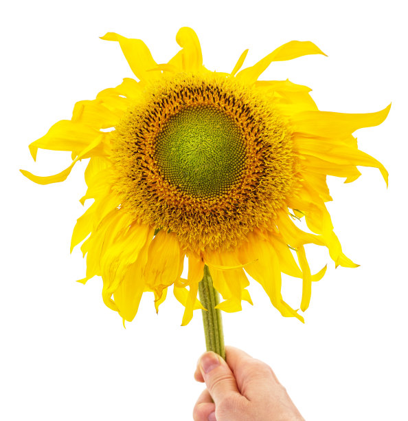 手里拿着一棵向日葵。图片下载