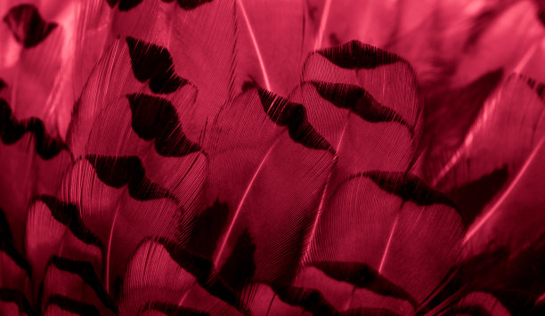 红色的雉鸡羽毛，有明显的纹理。背景图片下载