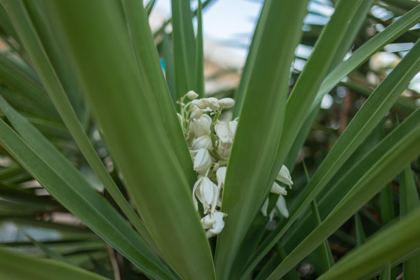 热带棕榈叶，花卉图案背景，真实照片图片下载