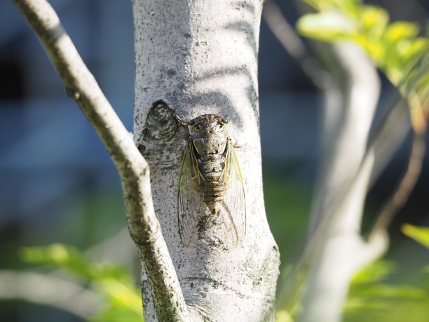 蝉图片下载