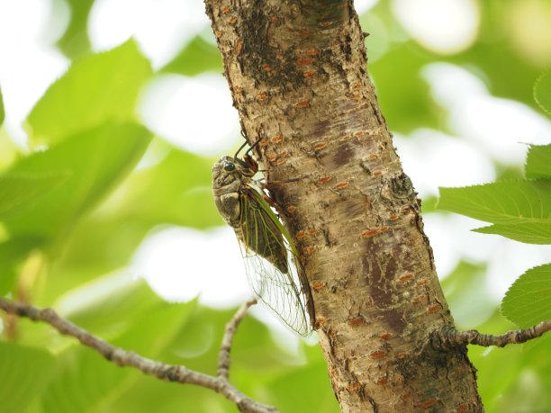 蝉图片下载