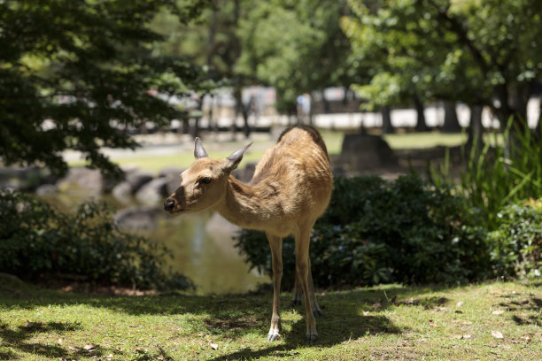 鹿图片下载