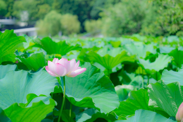 东京大东区上野，荷花盛开。图片下载