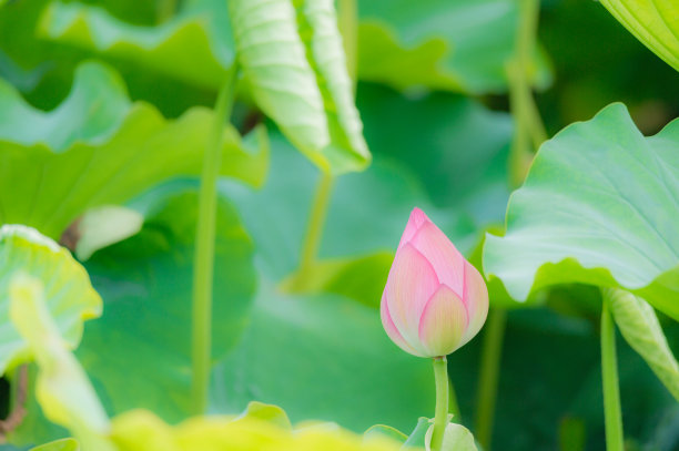 东京大东区上野，荷花盛开。图片下载