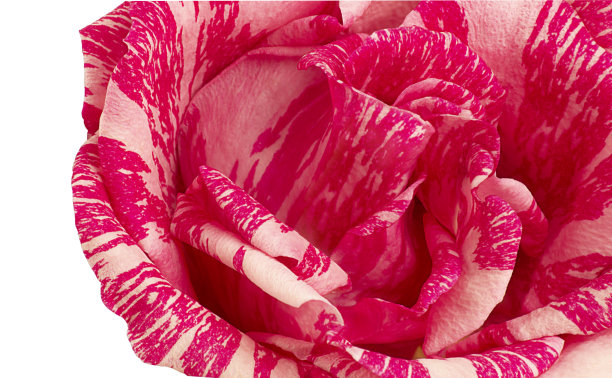 美丽的粉红色玫瑰花蕾，茶玫瑰粉红色直觉(Delstrifram)孤立在白色背景，特写。图片下载