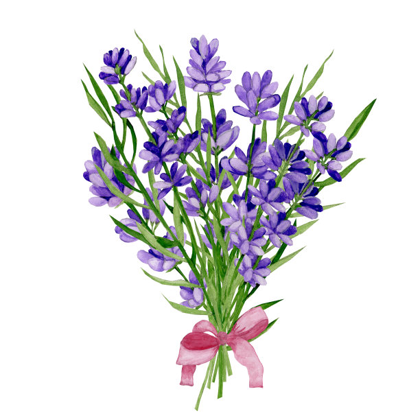 在白色背景上分离的薰衣草花束。图片下载