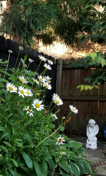 花园里有雏菊图片下载