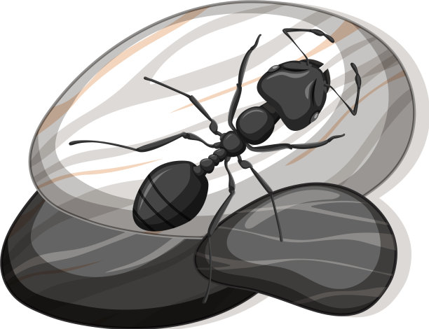 俯视图黑色蚂蚁在白色的石头上图片下载